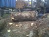 poplar burl logs