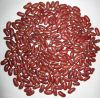 Sell New Crop Red Kidney Beans
