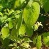 Sell Epimedium Extract