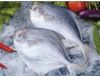 Sell  frozen sea food