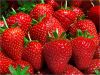 Fresh Strawberry fruits for Sale