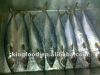 Supply frozen mackerel