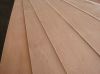 Sell Commercial plywood