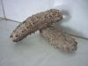 Sell sea cucumber floridianus and badionotus