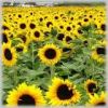 SUNFLOWER OIL