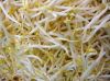 Sell Bean Sprouts