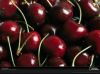 Sell Fresh Cherries