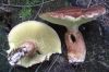 Sell Boletus