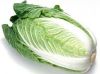 Sell Fresh Celery Cabbage