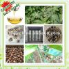 Sell Castor Oil