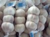 Sell New crop Chinese Garlic 5.5cm+