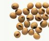 Soyabean Seed