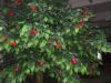 Sell artificial trees apple trees