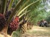 Sell Crude Palm Oil