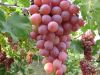 fresh red globe grapes china origin