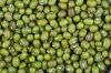 Sell GREEN MUNG BEANS