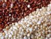 red Quinoa, white Quinoa, black Quinoa