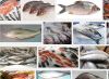 queenfish, fish, fish, salmon, tuna, mackerel, tilapia