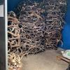 Red Deer Antlers for Sale