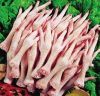 Export Chicken Paw | Chicken Feet Suppliers | Poultry Feet Exporters | Chicken Feets Traders | Processed Chicken Paw Buyers | Frozen Poultry Paw Wholesalers | Low Price Freeze Chicken Paw | Best Buy Chicken Paw | Buy Chicken Paw | Import Chicken Paw | Chi