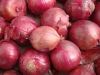 Fresh Red Onions on SALE