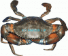 Mud Crab Alive