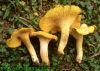 Sell Golden Chanterelle