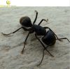 Sell Black ant extract Powder 10:1, 20:1