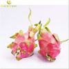 Sell Dragon Fruit Powder Extract 10:1