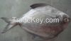 frozen black and silver pomfret fish  100-150g, 150-200g, 200-300g, 300-500g, 600-800g