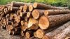 Timber wood