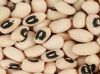 Cowpea