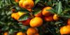 Sweet Juicy Seedless Mandarin