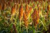 Sorghum