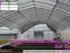 Sell 6m Single Span Mushroom Greenhouse