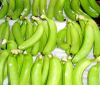 CAVENDISH BANANAS FOR SALE