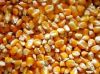 Yellow Maize Seeds