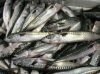 Atlantic Mackerel Fish