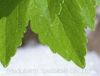 Sell Stevia Extract