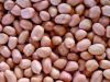 Sell Top Quality Peanuts Kernels