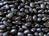 Quality Black Beans For sell