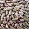 kidney beans for sell