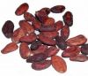 Cocoa beans and peas in stock