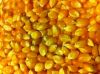 yellow and white Corn for sell