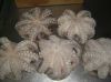 sea frozen octopus vulgaris for sale