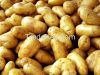 Fresh potatoes for sell