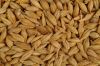 Barley Animals Feed Ready for sell