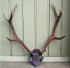 Red Deer Antlers ( Premium Quality )