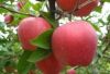 Sell Apple Pectin