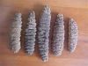 Sell Dried Sea Cucumber